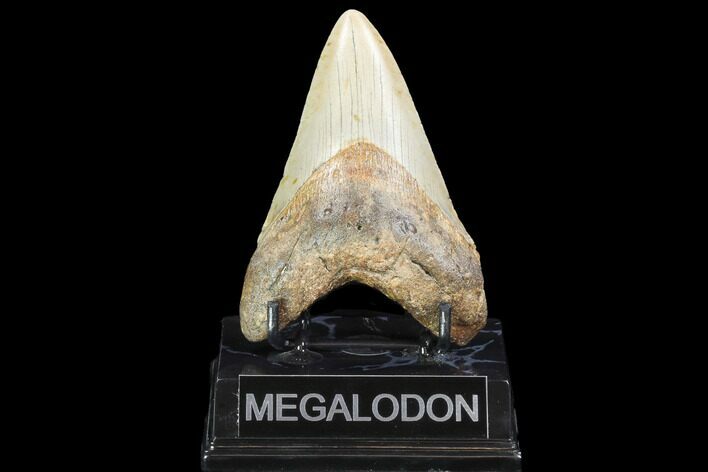 Fossil Megalodon Tooth - North Carolina #99335